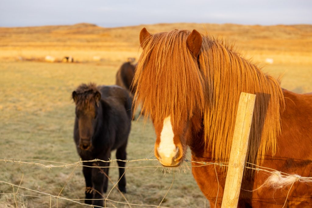 A horse with hair over its eyes.